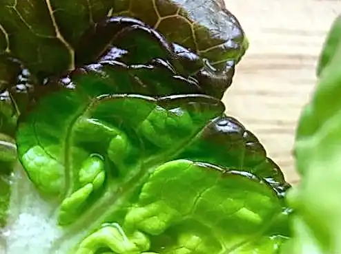 JVSpin официальный ee52cb